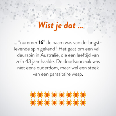 Wist je dat … "nummer 16" de naam was van de langst-levende spin gekend? Het gaat om een valdeurspin in Australië, die een leeftijd van zo'n 43 jaar haalde. De doodsoorzaak was niet eens ouderdom, maar wel een steek van een parasitaire wesp.