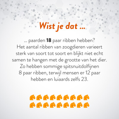 Wist je dat … paarden 18 paar ribben hebben? Het aantal ribben van zoogdieren varieert sterk van soort tot soort en blijkt niet echt samen te hangen met de grootte van het dier. Zo hebben sommige spitsnuitdolfijnen 8 paar ribben, terwijl mensen er 12 paar hebben en luiaards zelfs 23.
