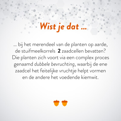 Wist je dat … bij het merendeel van de planten op aarde, de stuufmeelkorrels 2 zaadcellen bevatten? Die planten zich voort via een complex proces genaamd dubbele bevruchting, waarbij de ene zaadcel het feitelijke vruchtje helpt vormen en de andere het voedende kiemwit.