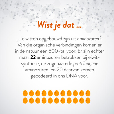 Wist je dat … eiwitten opgebouwd zijn uit aminozuren? Van die organische verbindingen komen er in de natuur een 500-tal voor. Er zijn echter maar 22 aminozuren betrokken bij eiwitsynthese, de zogenaamde proteïnogene aminozuren, en 20 daarvan komen gecodeerd in ons DNA voor.