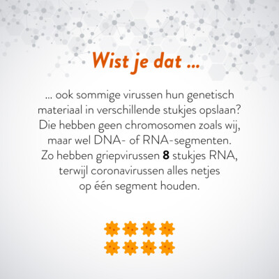 Wist je dat … ook sommige virussen hun genetisch materiaal in verschillende stukjes opslaan? Die hebben geen chromosomen zoals wij, maar wel DNA- of RNA-segmenten. Zo hebben griepvirussen 8 stukjes RNA, terwijl coronavirussen alles netjes op één segment houden.